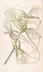 Brassia verrucosa